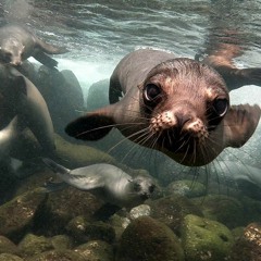 Sea Of Love (Cat Power)