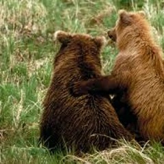 Where The Bears Are (pvt Intro)