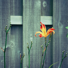 Ve Ben Anh - Ung Dai Ve