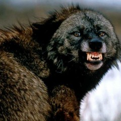 Grolar Bear - Blood Moon