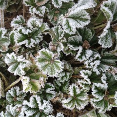 The Good Old Way (St Rumwolds church on Romney Marsh) - Will and Ed.