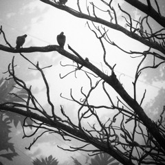 Strange Birds - Birdy (cover)