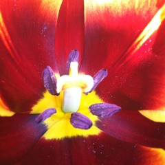 Happy Pollen Music (Slowpace x TheClockKing)