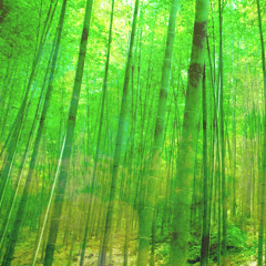 Bamboo Thicket