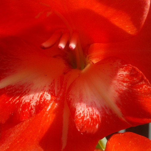 For every look, my love drops down a tear