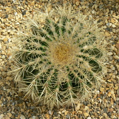 Counterpoint ( High Flight )