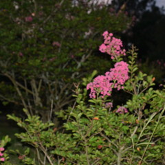 Peaceful Garden