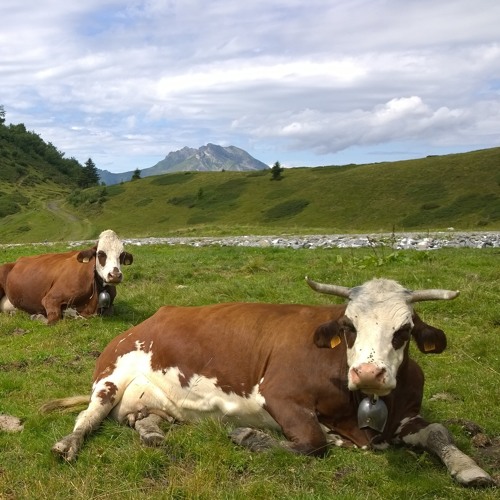 Symphony of Resting Cows (Symphonie Des Vaches Se Reposent)