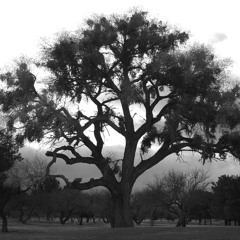 Cottonwood - Granicy Square