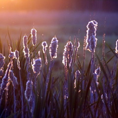 Kollegah - Morgengrauen Instrumental Remake