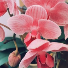 Pink Orchids