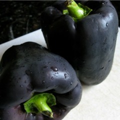 Peppered Beats 007 (Augustus Ortrustus)