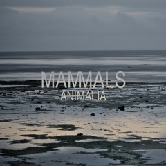 Animalia EP by Mammals
