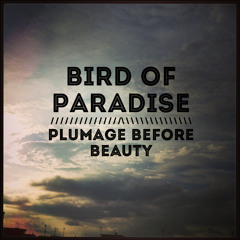Bird Of Paradise 'Life In Data' (Mastered by Robsmallmastering.com)
