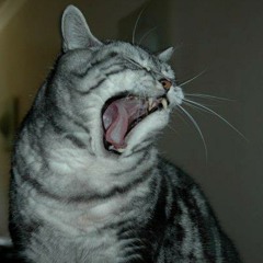 Een Gesprek Met Fester