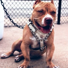 Simon Says Kill Yourself