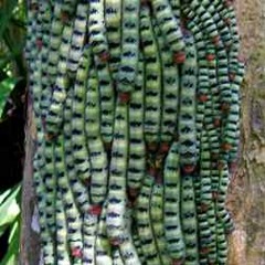 Caterpillar Stampede (LQ MASCHINE SESSION RECORDED LIVE)