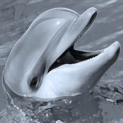 Dolphin Disco