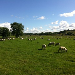 Sheep Flock Close