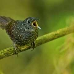 the9thBlunder -  .Merdu.