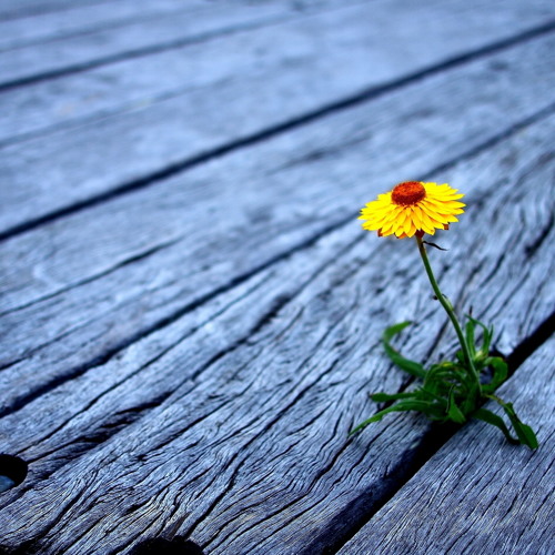 Michael Harris - Flower