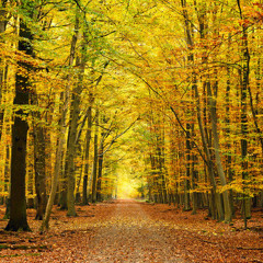 Progressive Promo Herbst 2014