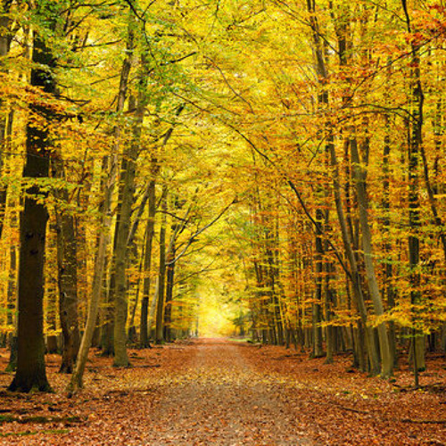 Progressive Promo Herbst 2014