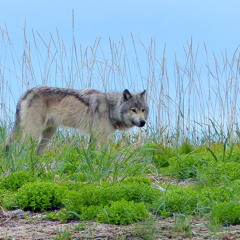 Seaside Wolf