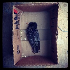 Bird In A Box