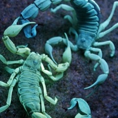 ScorpionDeathLock