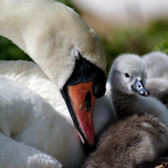 ناصر القطامي تلاوة روعه