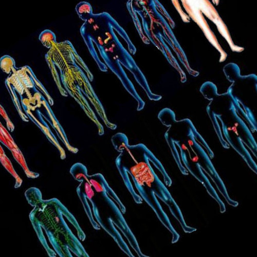 Stream The Body Systems Rap (I Like Clever REMINDERS) by MusicalDrewby