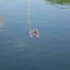 A Flag In The Water