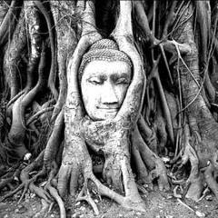 Triptaktik - Molotov Combat