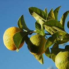 Jellied Lemons