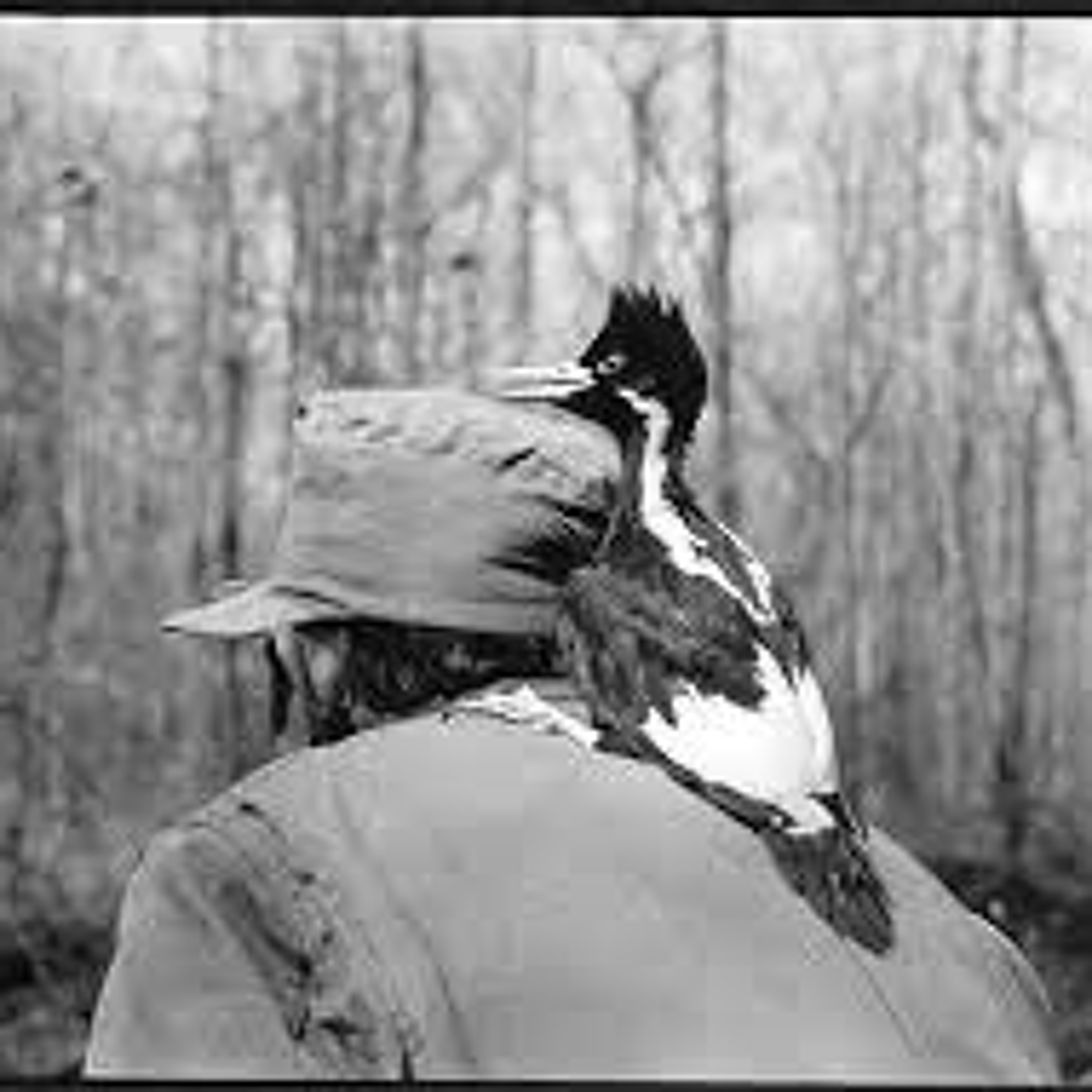 The Lord God Bird