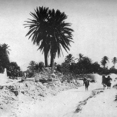 فتنا النخل والديس -سلام قدرى