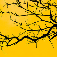 Alucinacao (Belchior Cover)