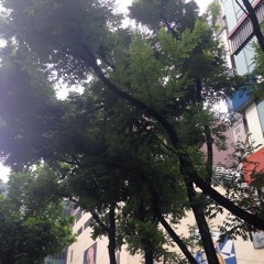 Tuesday 01:44 PM, 힘찬 매미 @ 범계 station