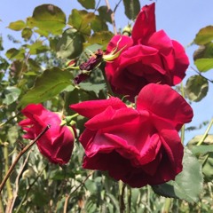 Dietro Casa - Ludovico Einaudi cover