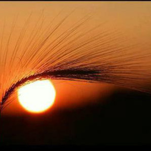 Ott - Owl Stretching Time