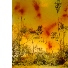 06 Syntony "Ceremony (To Grow By)"