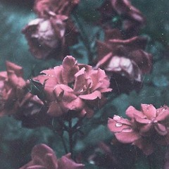 natural sequence - freedom flower instrumental