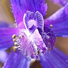 Arise Sessions : Day Dreams