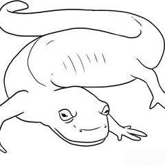Salamander 2n