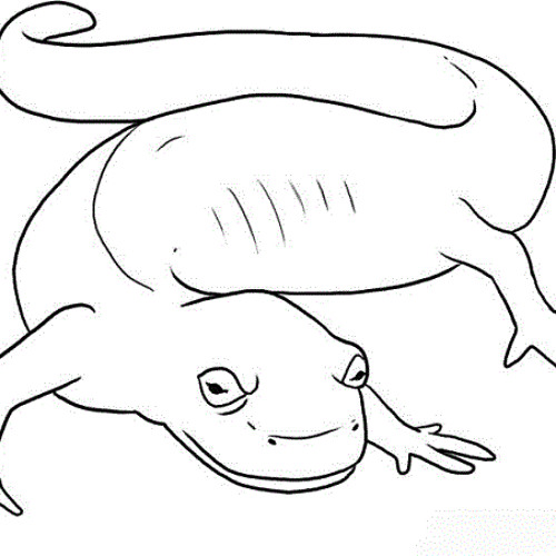 Salamander 2n