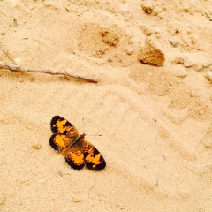 life of the party ( Shawn mendes)