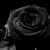 Artwork for Black Roses - Clare Bowen Cover (without music)