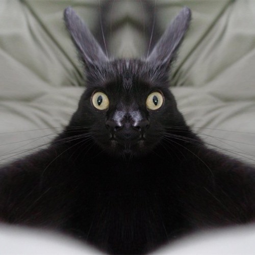 BLVCK CEILING – lazers