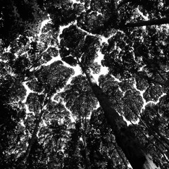 Planet JM - Treetops